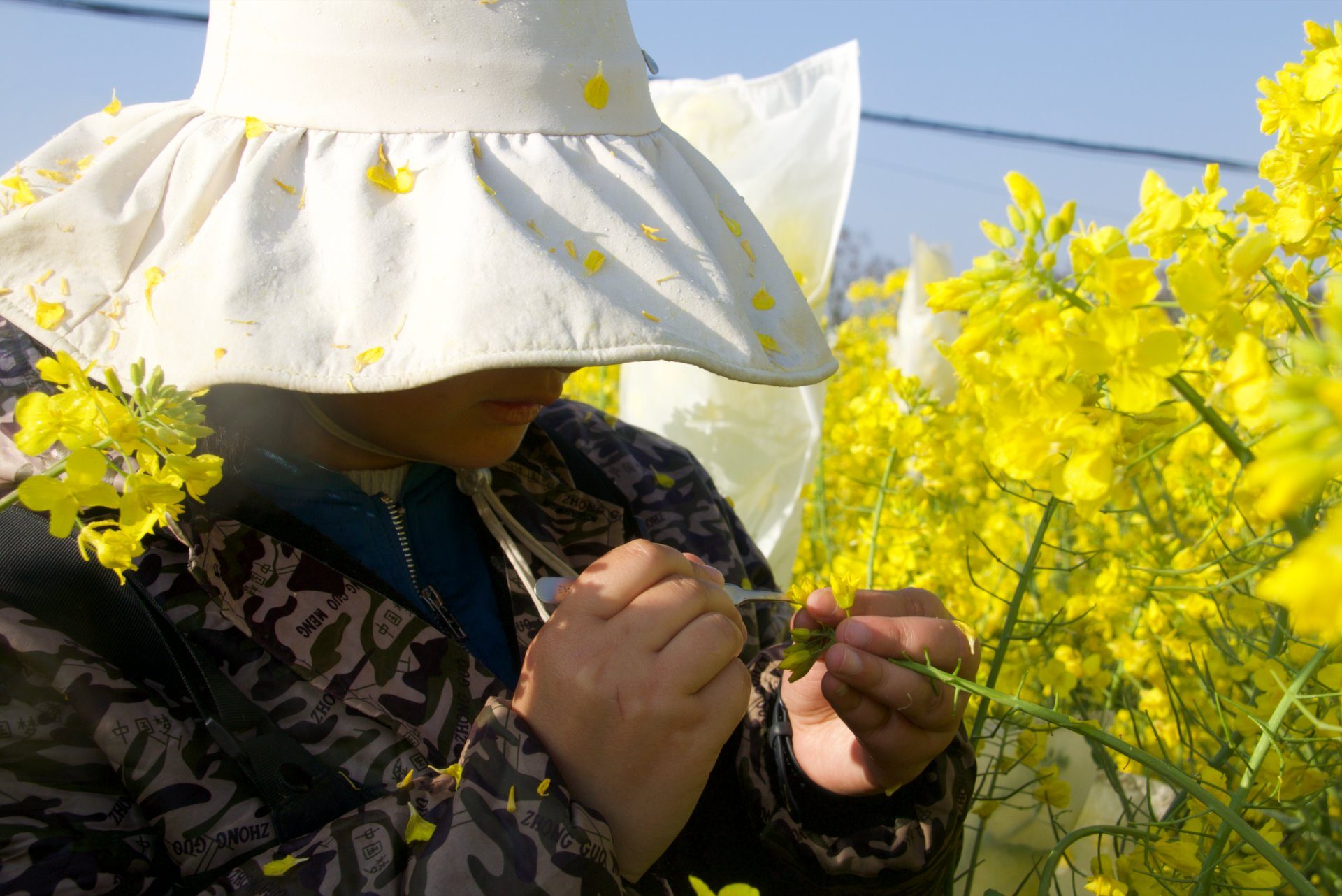 油菜花去雄