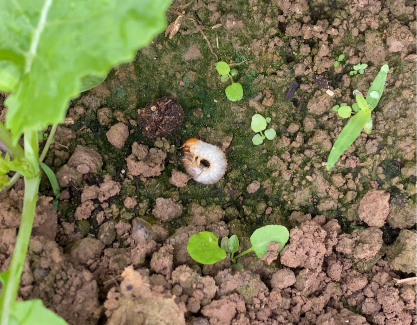 病虫害防治